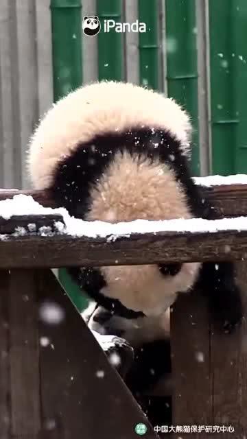 吃瓜小熊皮带,潮流与舒适的完美结合