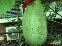 包瓜直接吃吗,轻松享受夏日清新口感