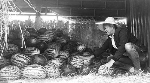 槐荫区吃瓜群众案件,揭秘网络围观背后的法律边界