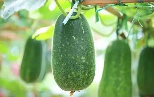 二人吃瓜,揭秘二人吃瓜背后的故事