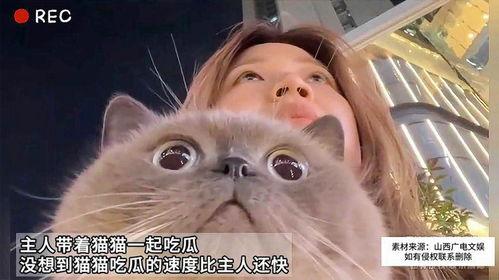 会吃瓜猫,揭秘猫咪的神秘饮食习惯