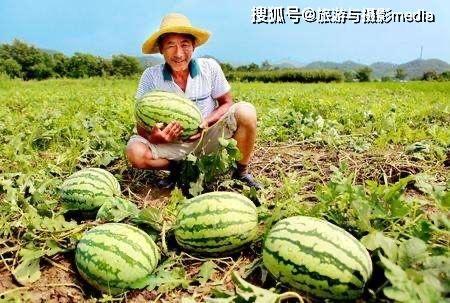 赞美吃的瓜,品味美食瓜果的无限魅力