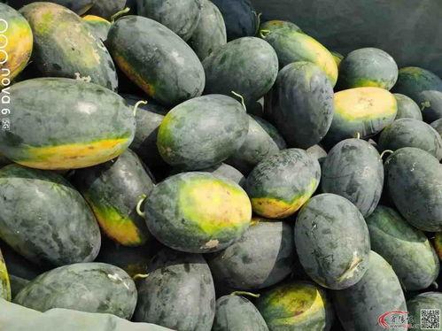 圆圆吃的什么瓜,探寻夏日美味瓜果的秘密