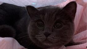 带你吃瓜小猫手办,手办界的“带你吃瓜小猫”风采