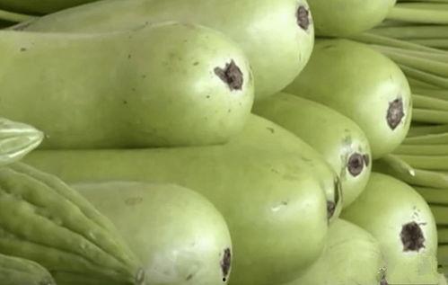 牛吃不吃葫芦瓜