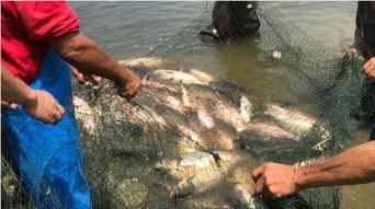 大鱼儿吃瓜的视频,一场奇妙的视觉盛宴