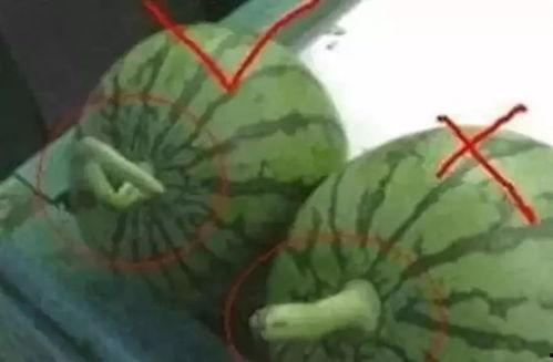 韩城吃瓜妹,揭秘当地美食背后的故事