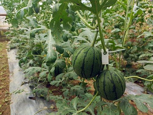 梦见吃坟头上的小瓜,坟头小瓜之谜