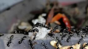 蚂蚁吃哈密瓜吗,揭秘蚂蚁吃哈密瓜的奇妙现象