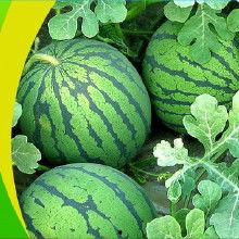 吃瓜专用bgm瓜歌,揭秘“吃瓜专用bgm”背后的音乐魅力