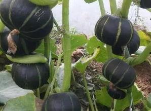 甘肃板栗瓜怎么吃,甘肃板栗瓜的多彩食法探索