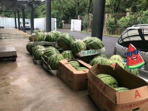 凤翔园楼顶吃瓜,一场别开生面的“吃瓜”盛宴