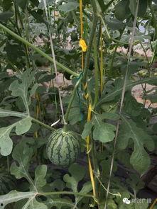 郑州吃瓜门,一场网络舆论的风波与反思