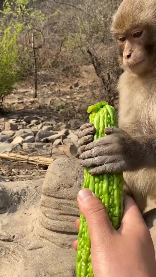 吃瓜观猴,揭秘娱乐圈的幕后故事与趣味瞬间
