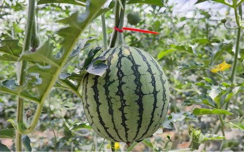 准确吃瓜,准确吃瓜，洞察明星幕后真相