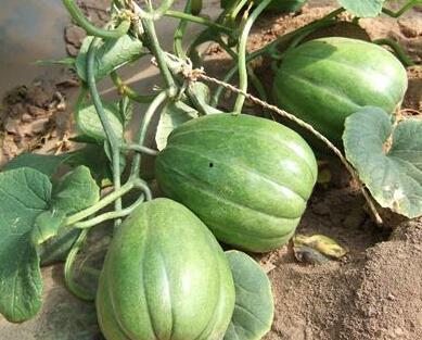 这个瓜可以吃吗,食品安全知识普及