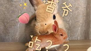 怎么可以吃兔兔 吃瓜,如何安全、美味地享用兔兔佳肴