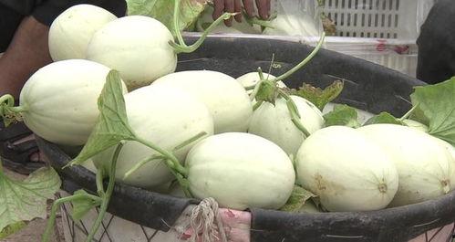 崇明大白瓜怎么吃,解锁夏日清新美味