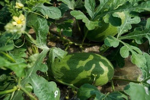 瓜林吃瓜,揭秘娱乐圈的甜蜜与苦涩