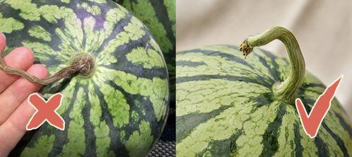 香港天台吃瓜,见证都市生活百态的“吃瓜”现场