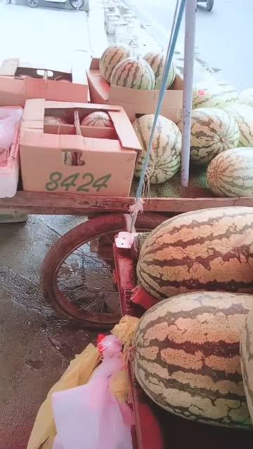 宁夏瓜地吃西瓜视频