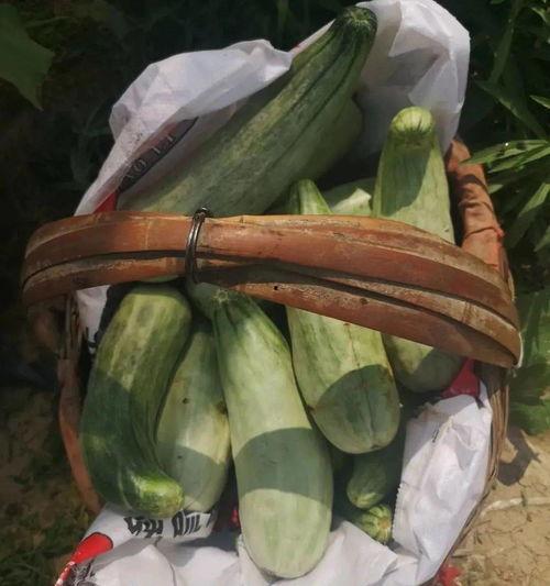 吃瓜后带货,揭秘美食瓜子的神奇魔力