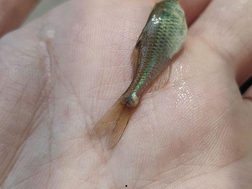 什么吃小瓜虫,探究生态平衡中的自然法则