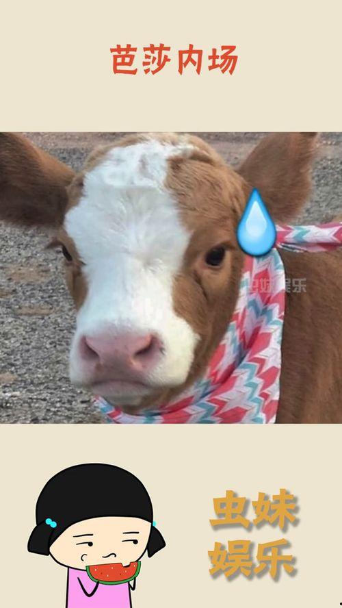 抖音吃瓜门,揭秘网络舆论的狂欢与反思