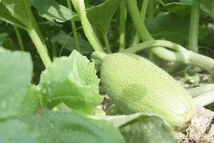 新疆最新吃瓜视频,揭秘当地特色美食与风土人情