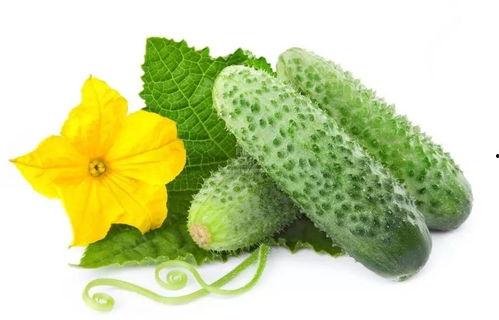 吃瓜系统姜南,趣味与智慧并存