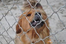 牛大瓜吃牛头,牛大瓜的牛头奇遇记