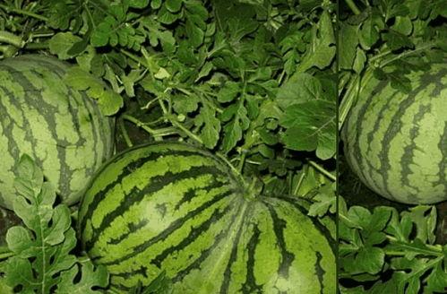 康熙吃瓜杀了瓜农,宫廷误判的悲剧