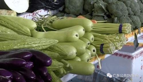 葫芦瓜不能随便吃吗,葫芦瓜食用禁忌与安全指南