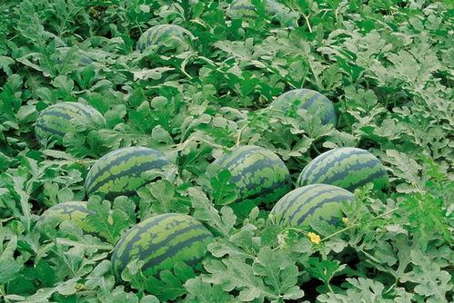 校园墙投稿吃瓜