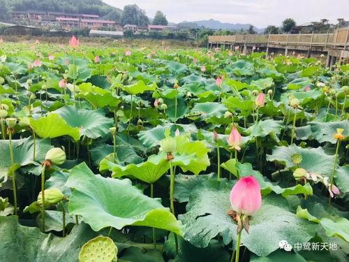 新天地吃瓜比赛,一场舌尖上的狂欢盛宴