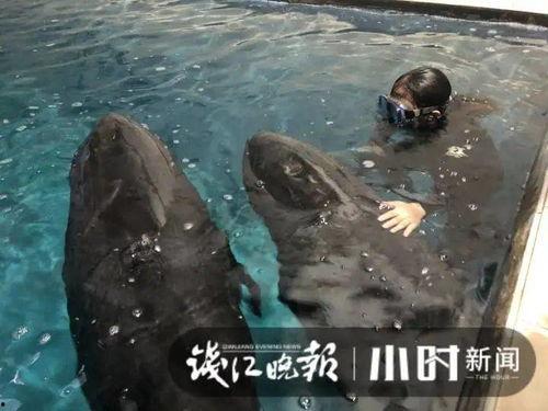 吃瓜的胖鲸鱼,揭秘海洋中的趣味生活