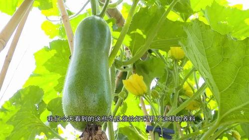 七道湾吃瓜,夏日消暑美食之旅