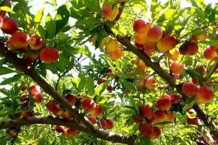 湖南吃梨瓜,梨瓜的独特风味与湖南饮食文化