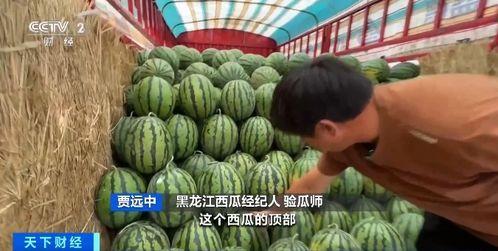 猪圈吃瓜,一场别开生面的乡村盛宴