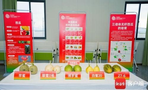 三亚顶级吃瓜,顶级吃瓜盛宴尽享热带风情