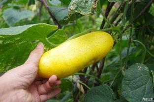 吃瓜不忘拉瓜,揭秘娱乐圈背后的那些事儿